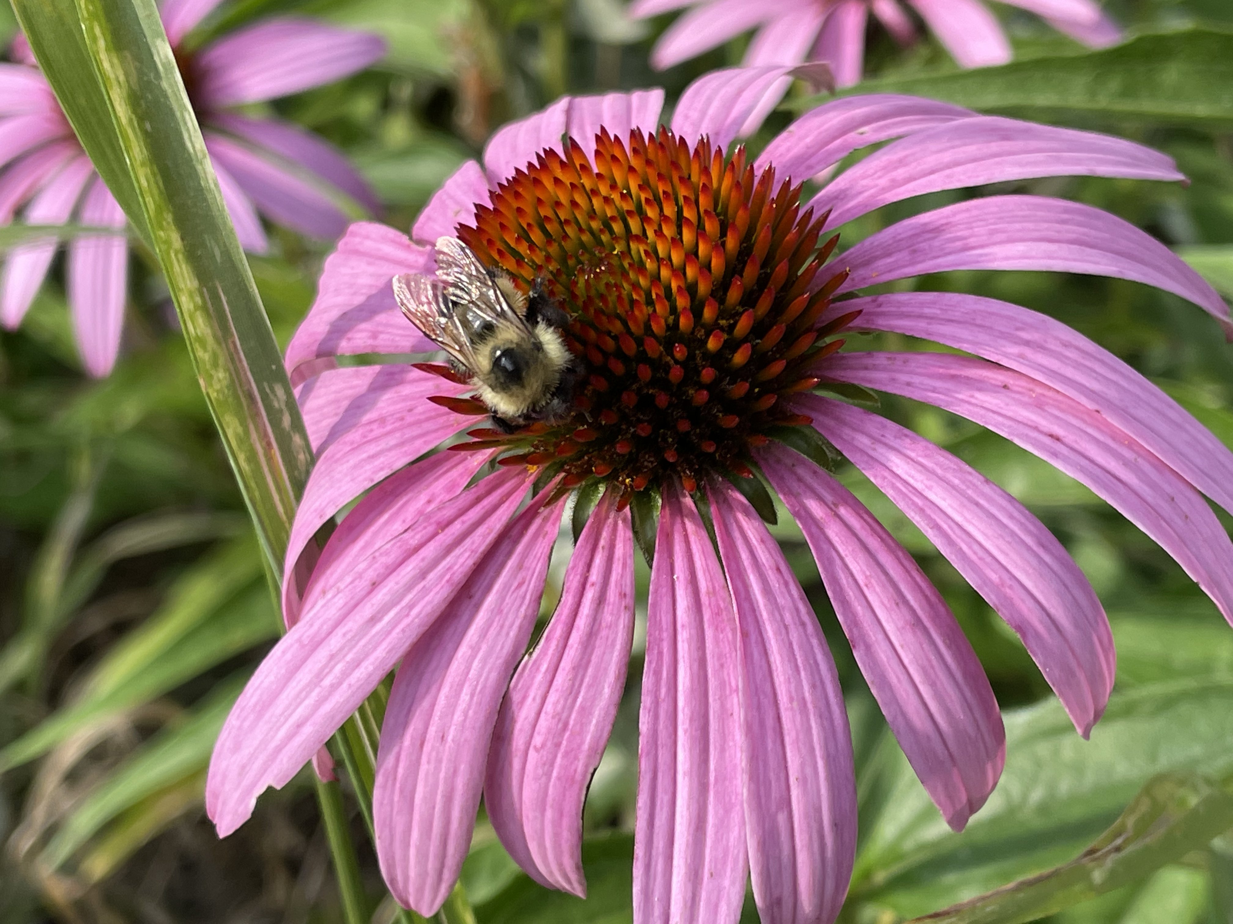 Bumblebee on a vibrant purple echinacea flower