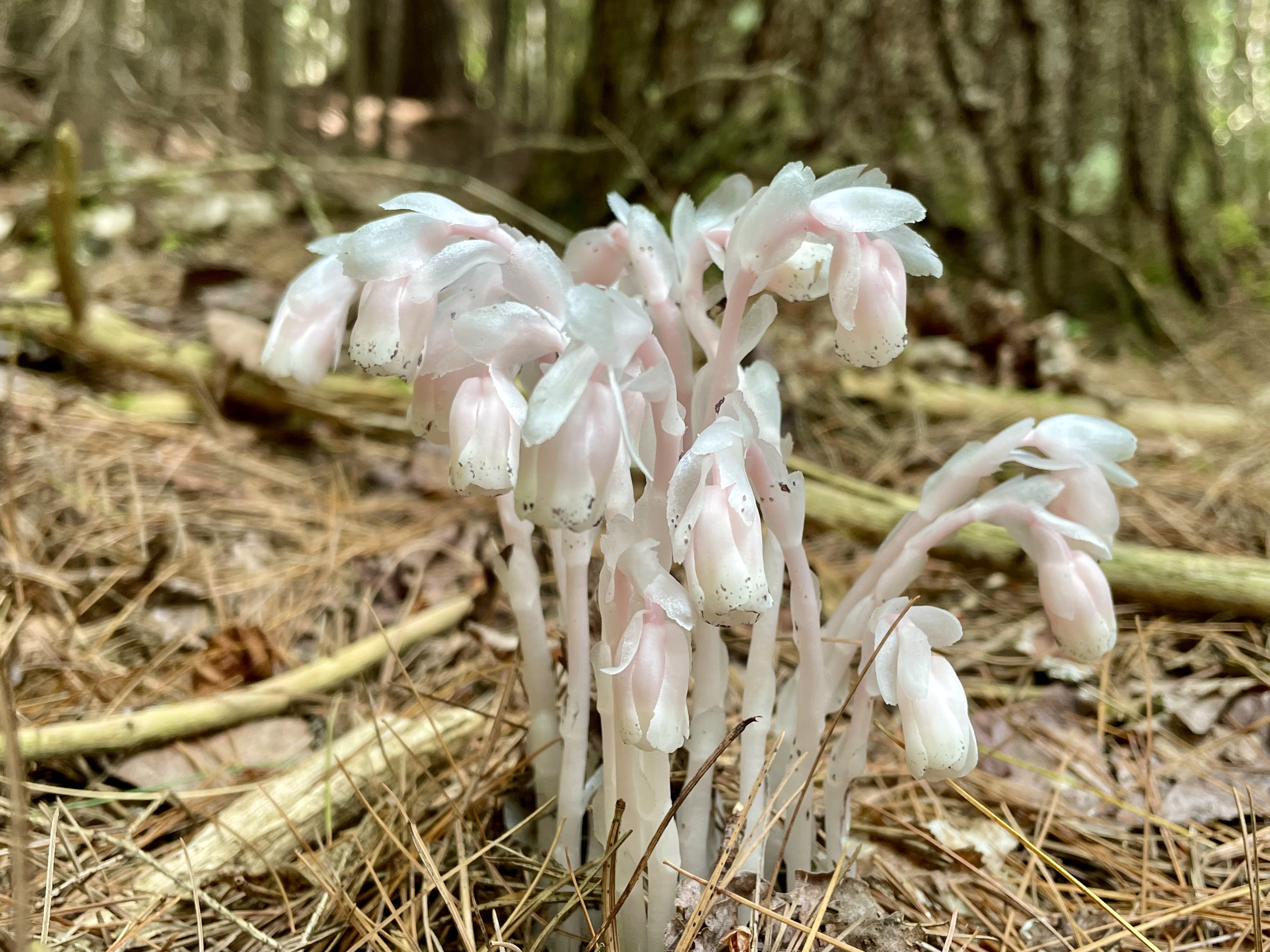 Ghost pipe cluster emerging from the forest floor