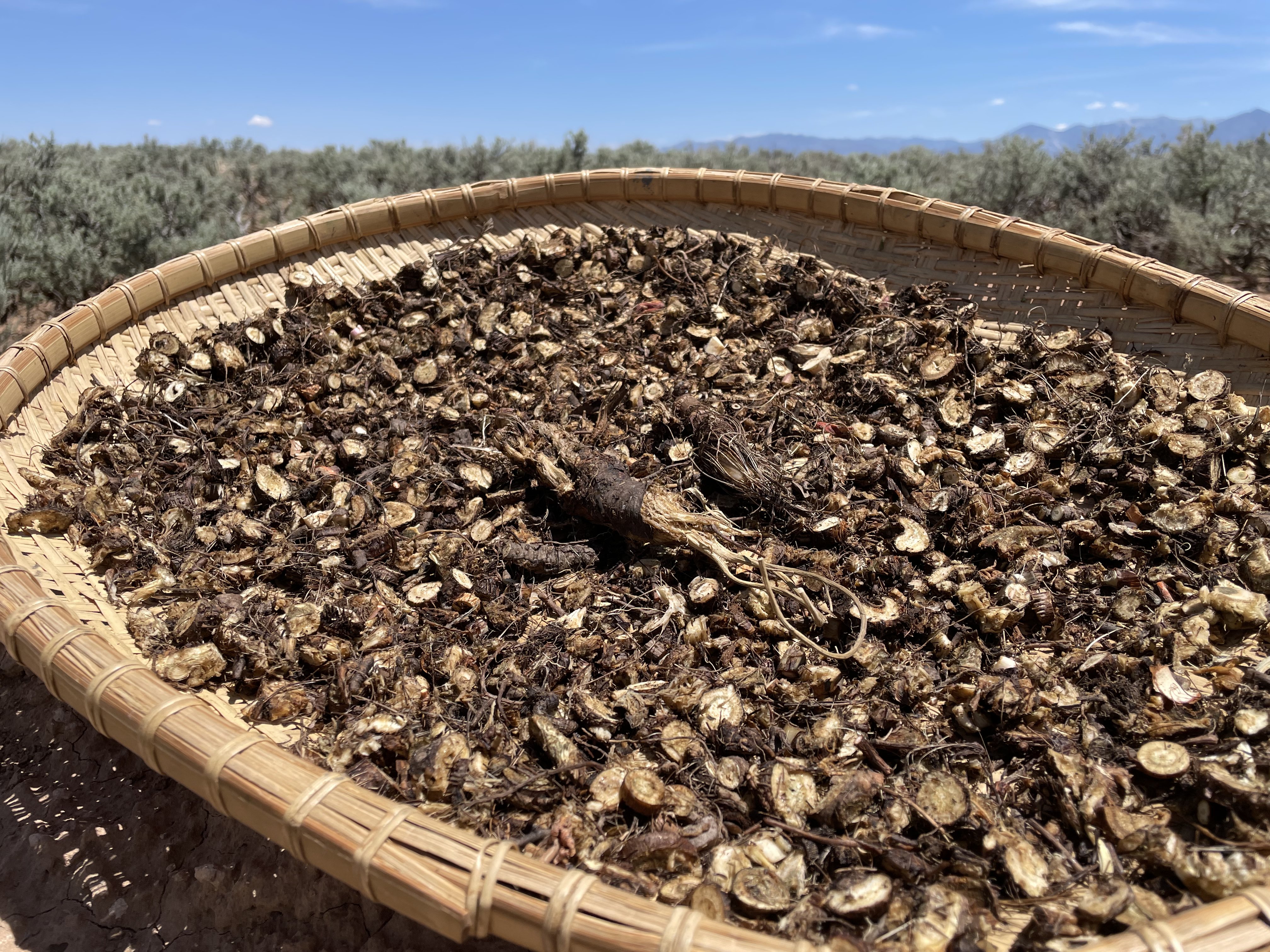Dried herbs in a woven basket under open sky