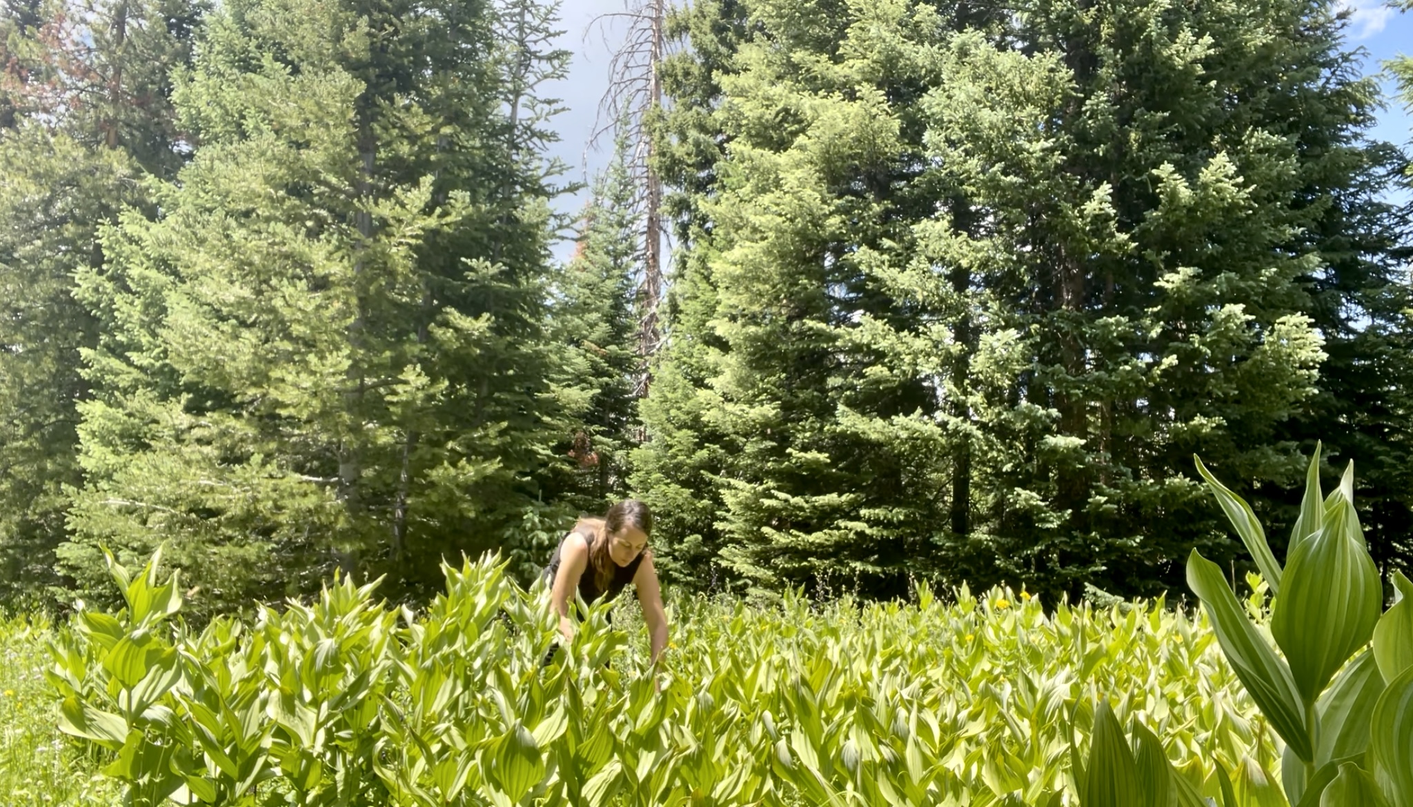 Carla foraging in a field of corn lilies among conifers