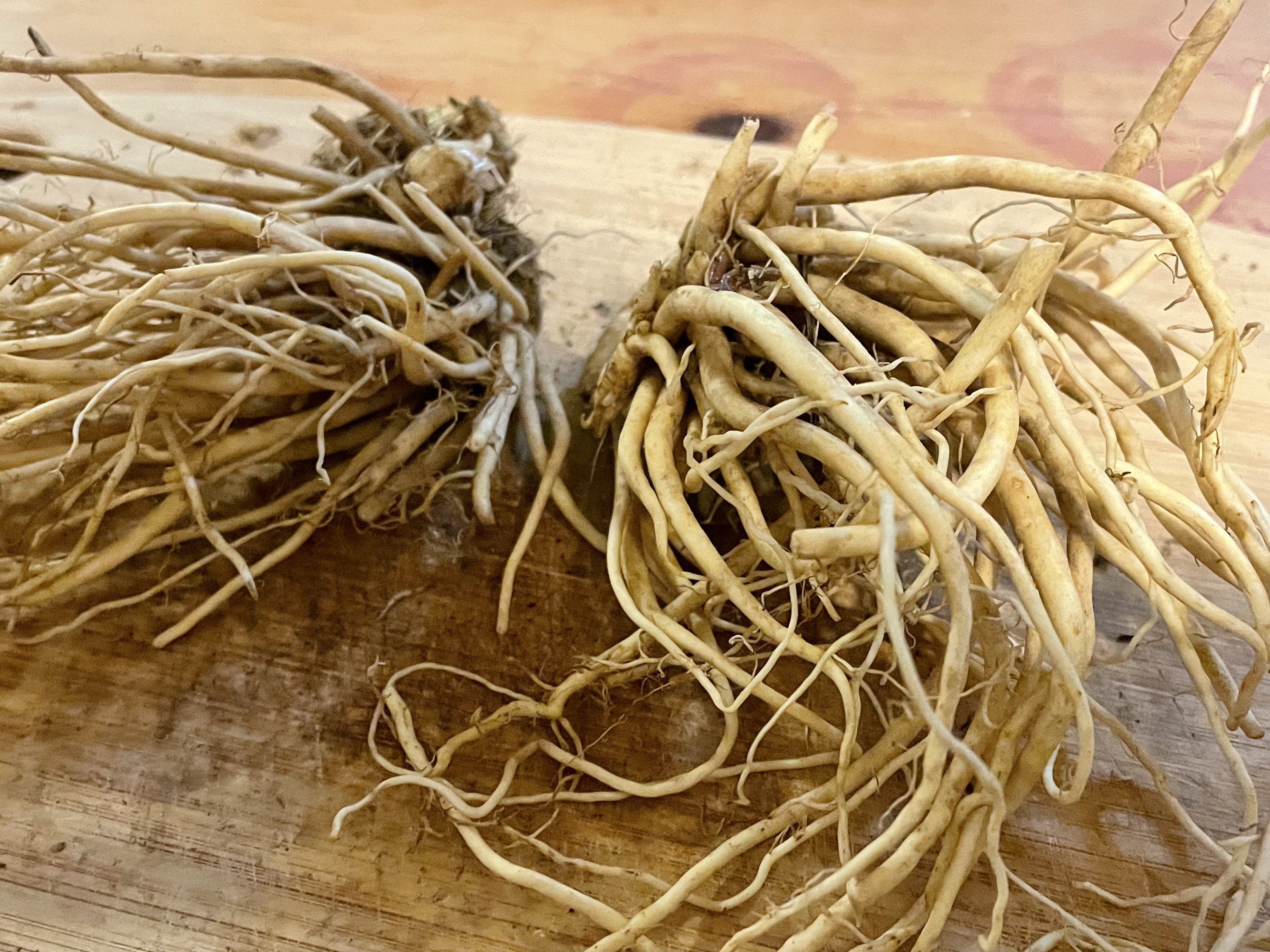 Raw medicinal root bundle on a cutting board