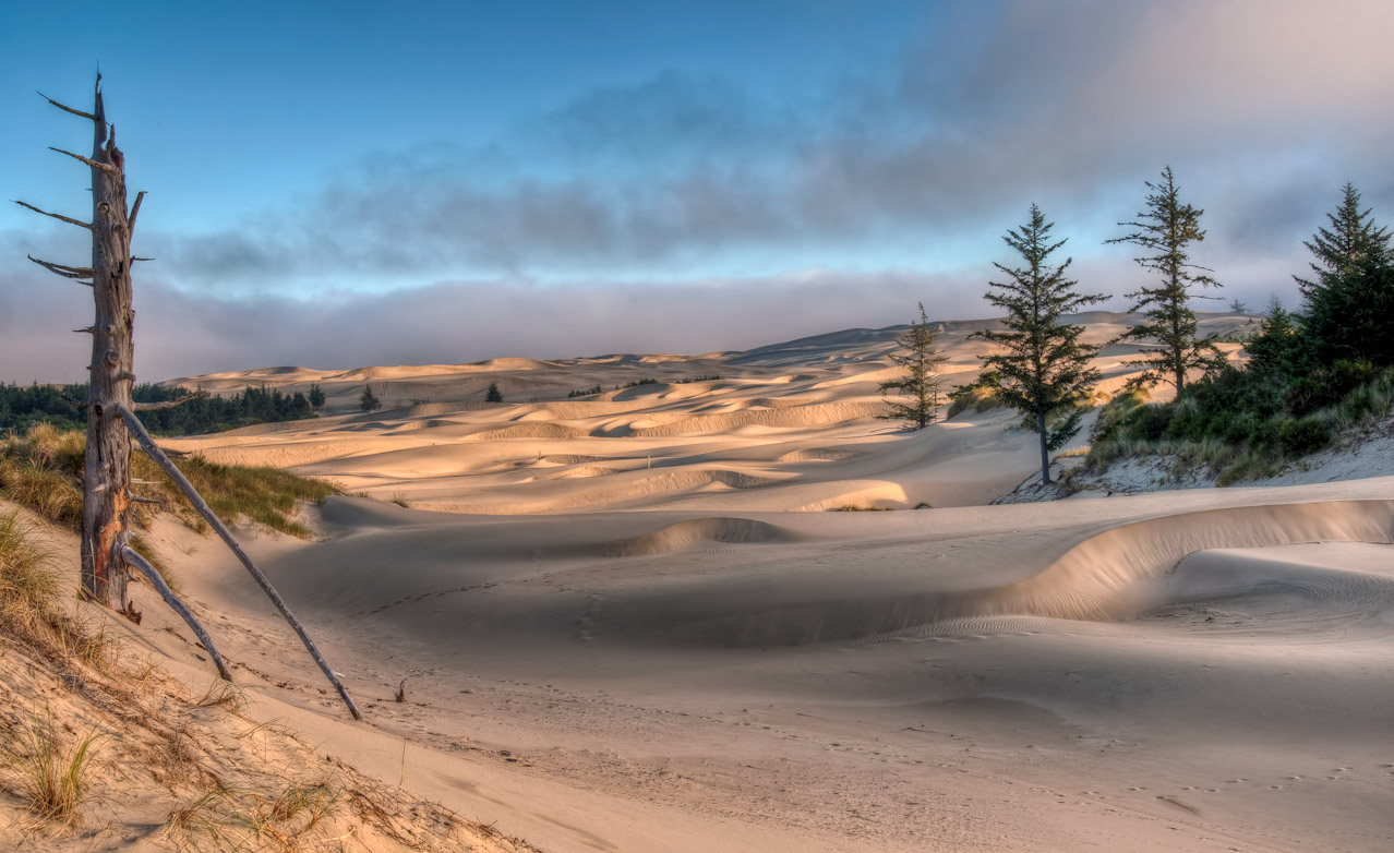 Oregon Dunes landscape at golden hour with sparse conifers