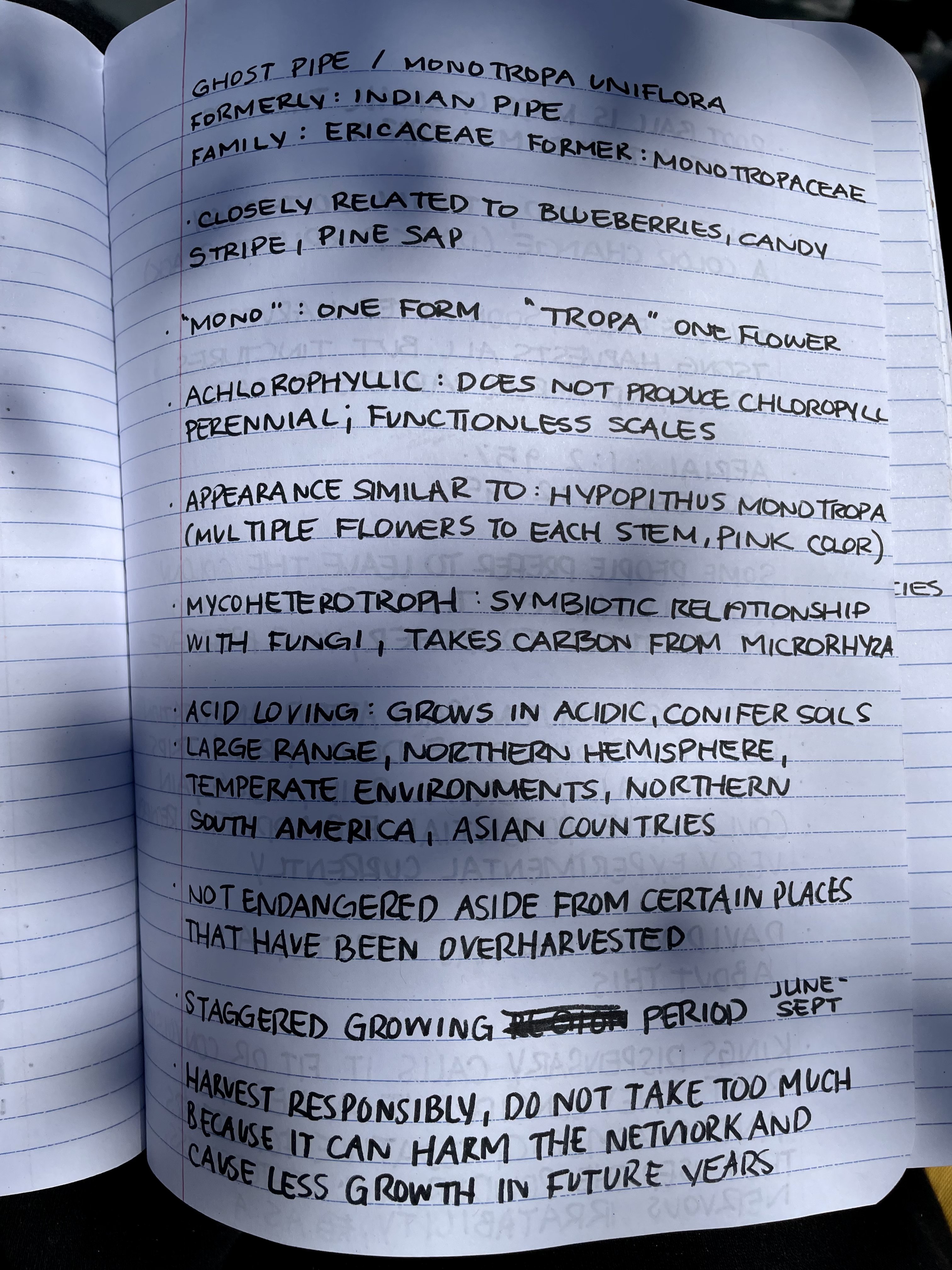 Handwritten field notebook entry on ghost pipe identification